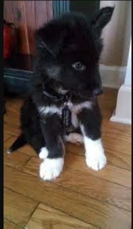 spettacolar cucciolo di husky per adozione