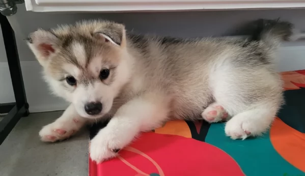 spettacolar cucciolo di husky per adozione | Foto 4