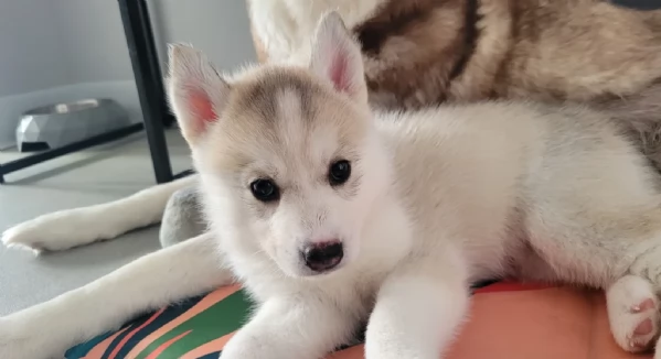 spettacolar cucciolo di husky per adozione | Foto 2