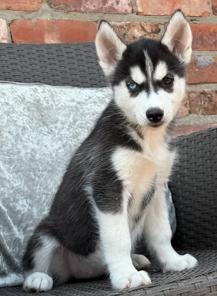 spettacolar cucciolo di husky per adozione | Foto 4