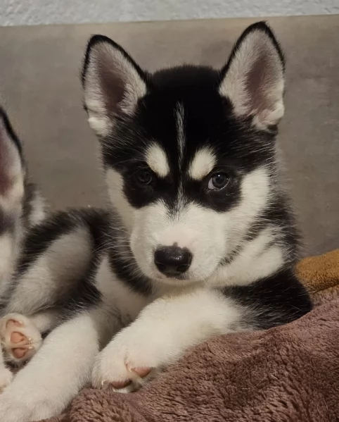 spettacolar cucciolo di husky per adozione