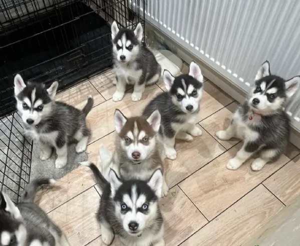 spettacolar cucciolo di husky per adozione | Foto 1