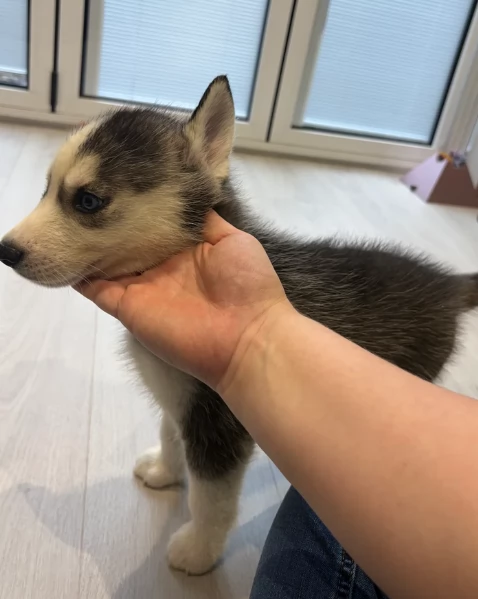 spettacolar cucciolo di husky per adozione | Foto 0