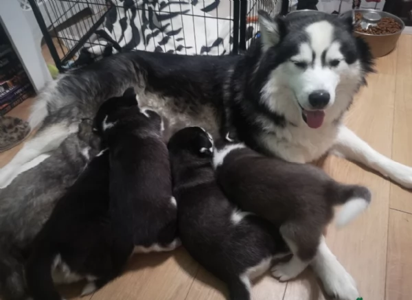 spettacolar cucciolo di husky per adozione | Foto 6