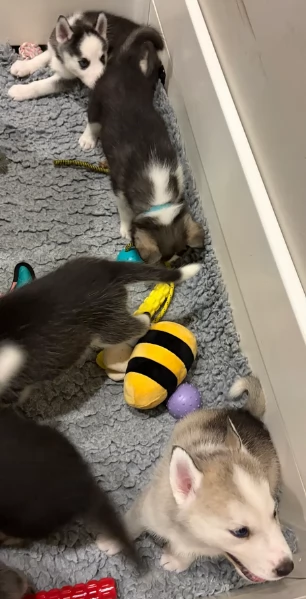 spettacolar cucciolo di husky per adozione | Foto 3