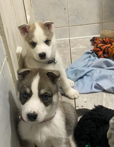 spettacolar cucciolo di husky per adozione | Foto 5