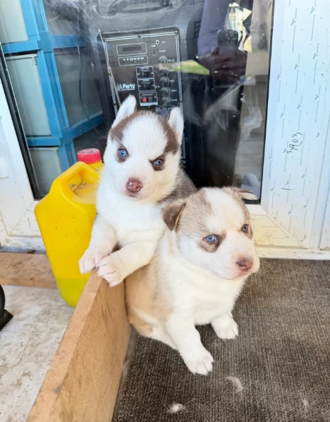 spettacolar cucciolo di husky per adozione