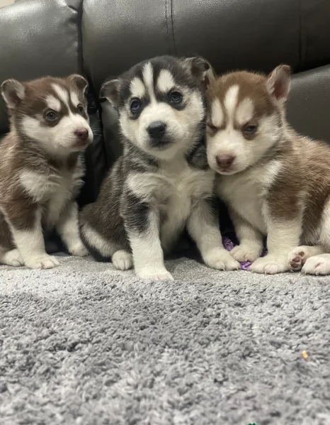 spettacolar cucciolo di husky per adozione