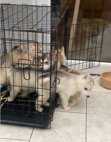spettacolar cucciolo di husky per adozione | Foto 1