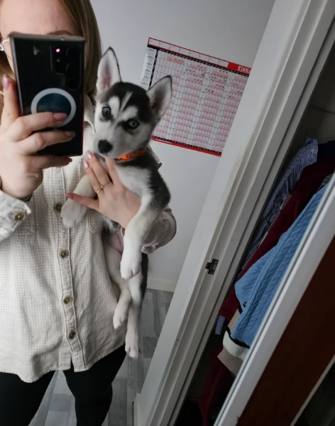spettacolar cucciolo di husky per adozione | Foto 2