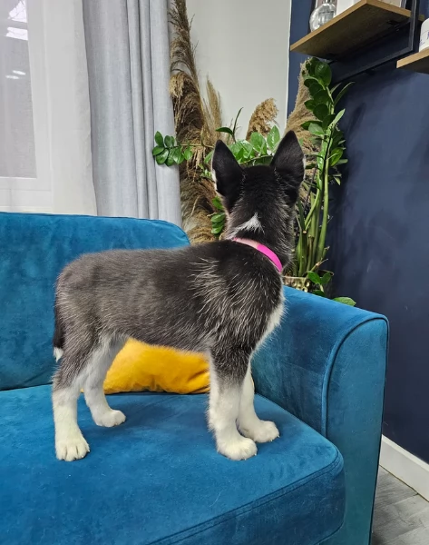 spettacolar cucciolo di husky per adozione | Foto 1