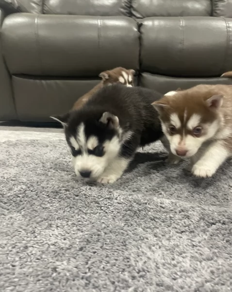 spettacolar cucciolo di husky per adozione | Foto 2