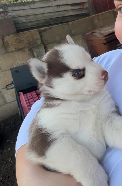 spettacolar cucciolo di husky per adozione | Foto 4