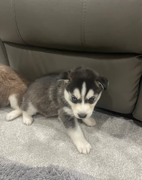 spettacolar cucciolo di husky per adozione | Foto 2