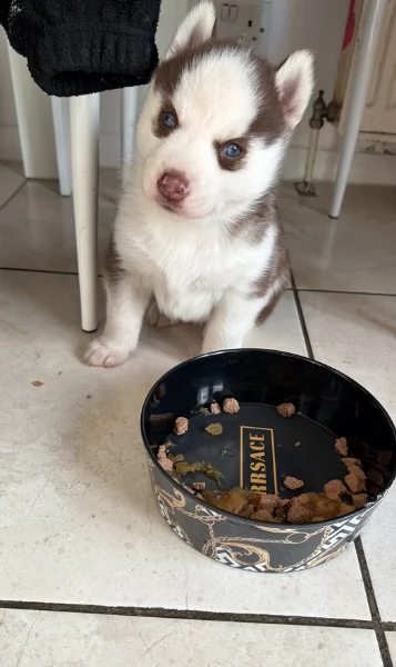 spettacolar cucciolo di husky per adozione