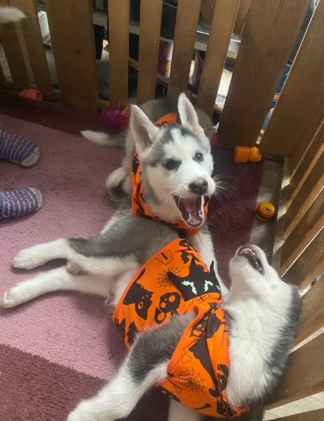 spettacolar cucciolo di husky per adozione | Foto 6