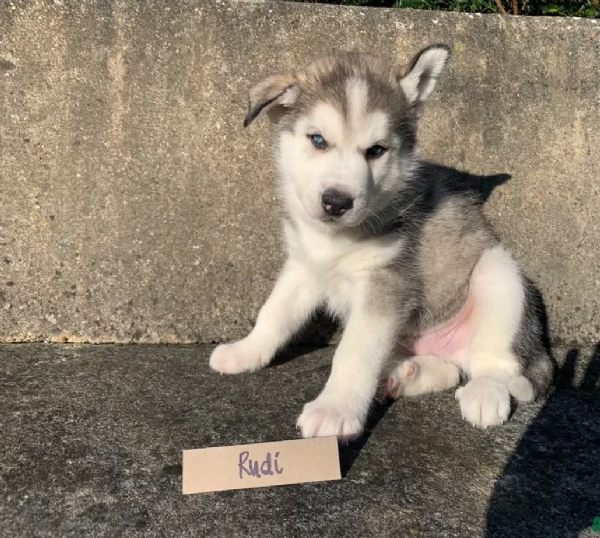 spettacolar cucciolo di husky per adozione | Foto 2