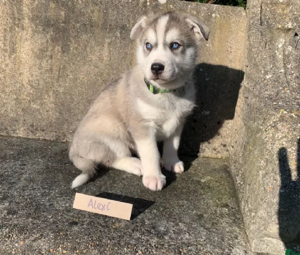 spettacolar cucciolo di husky per adozione | Foto 4