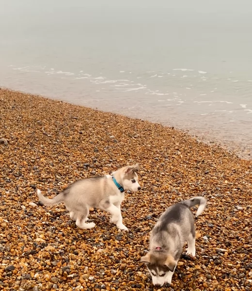 spettacolar cucciolo di husky per adozione | Foto 2