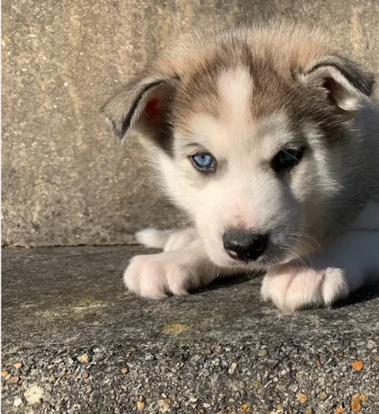 spettacolar cucciolo di husky per adozione | Foto 4