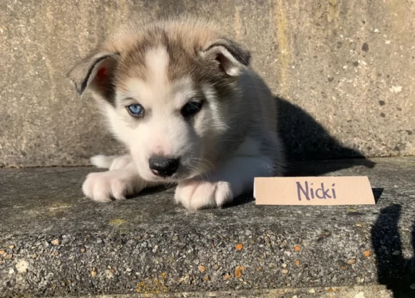 spettacolar cucciolo di husky per adozione | Foto 1