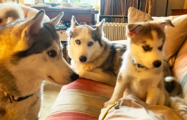 spettacolar cucciolo di husky per adozione | Foto 3