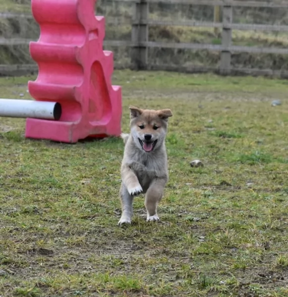 meraviglioso cuccioli di shiba Inu per adozione | Foto 3