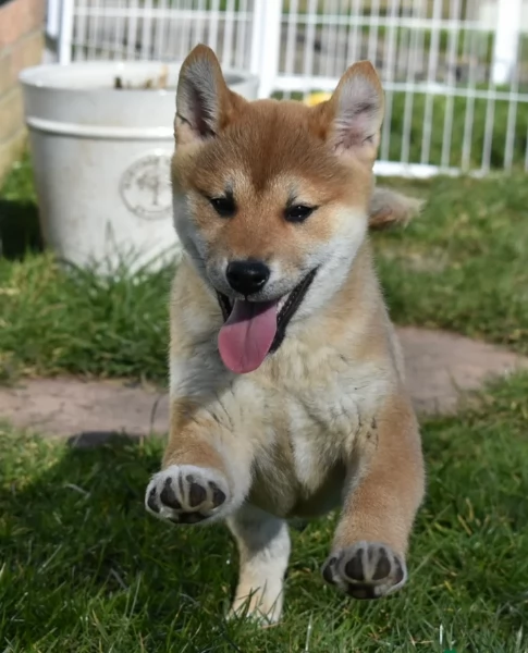 meraviglioso cuccioli di shiba Inu per adozione | Foto 1