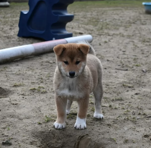 meraviglioso cuccioli di shiba Inu per adozione | Foto 0