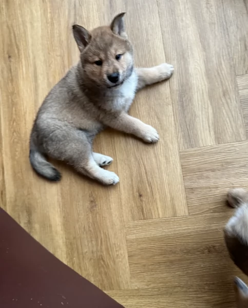 meraviglioso cuccioli di shiba Inu per adozione | Foto 4
