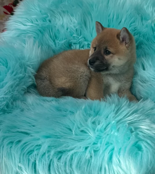 meraviglioso cuccioli di shiba Inu per adozione | Foto 5