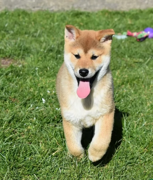 meraviglioso cuccioli di shiba Inu per adozione | Foto 3