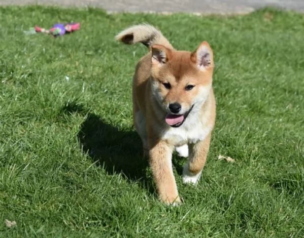 meraviglioso cuccioli di shiba Inu per adozione | Foto 0