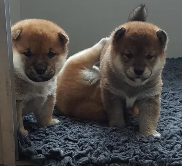 meraviglioso cuccioli di shiba Inu per adozione | Foto 4