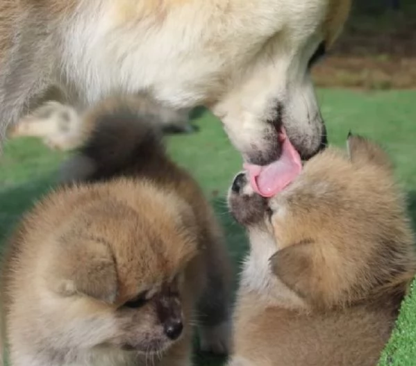 meraviglioso cuccioli di shiba Inu per adozione | Foto 3