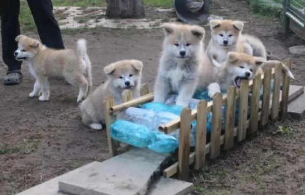 meraviglioso cuccioli di shiba Inu per adozione