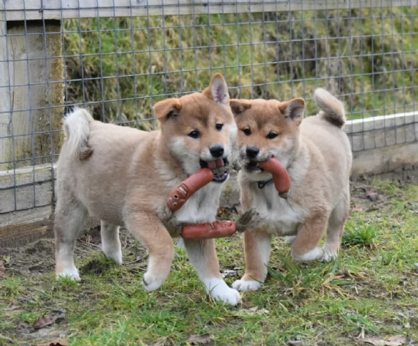 meraviglioso cuccioli di shiba Inu per adozione | Foto 3
