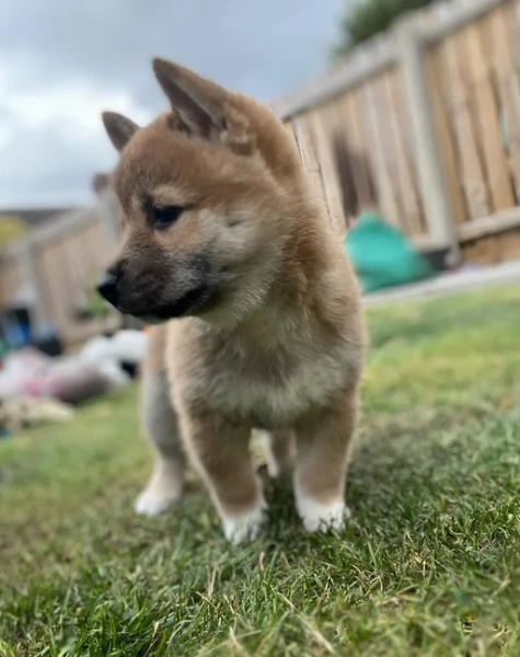 meraviglioso cuccioli di shiba Inu per adozione | Foto 0