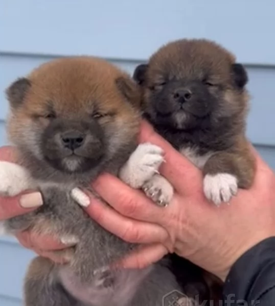 meraviglioso cuccioli di shiba Inu per adozione | Foto 1