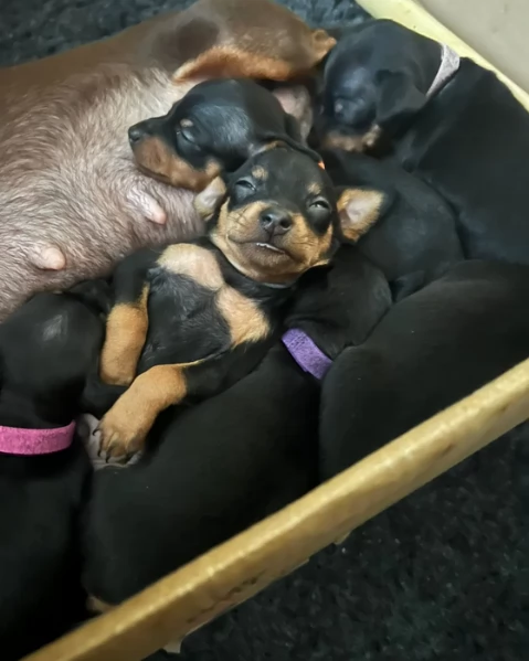 meraviglioso per adozione cuccioli di Pinscher
