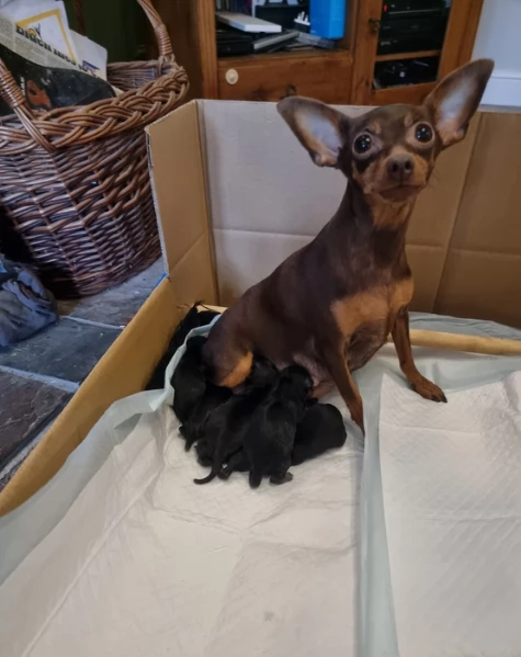 meraviglioso per adozione cuccioli di Pinscher | Foto 2