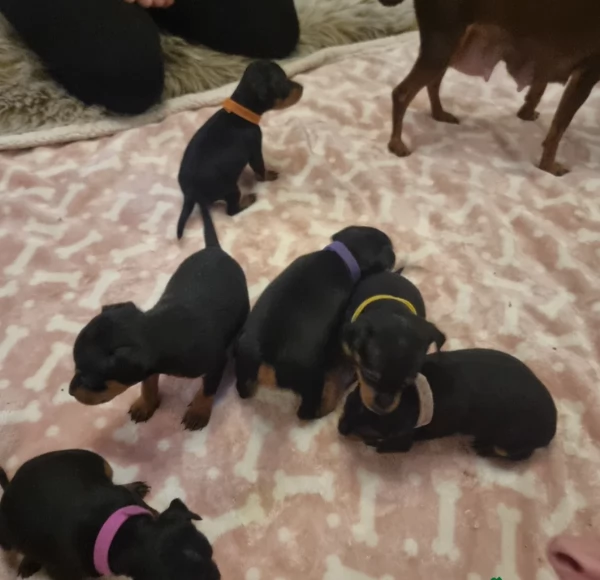 meraviglioso per adozione cuccioli di Pinscher | Foto 0