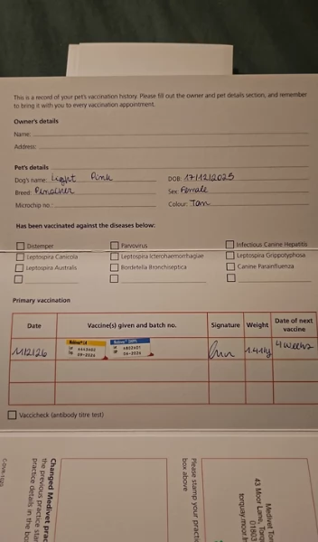 meraviglioso per adozione cuccioli di Pinscher