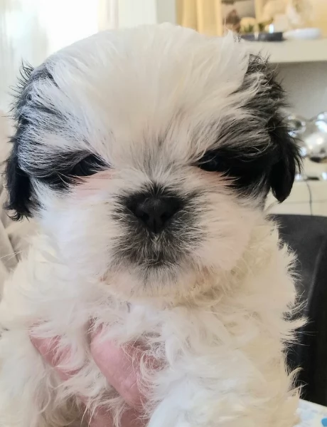 splendidi cuccioli di shitzu per adozione | Foto 0