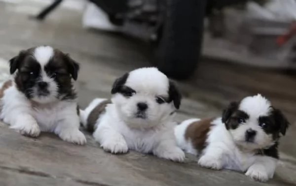 splendidi cuccioli di shitzu per adozione