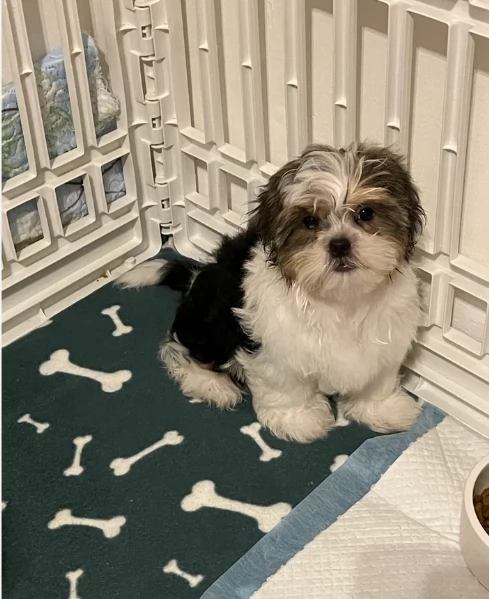 splendidi cuccioli di shitzu per adozione | Foto 2