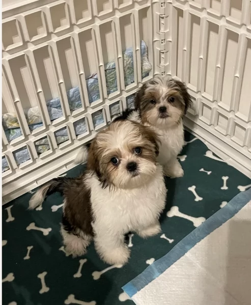 splendidi cuccioli di shitzu per adozione | Foto 0