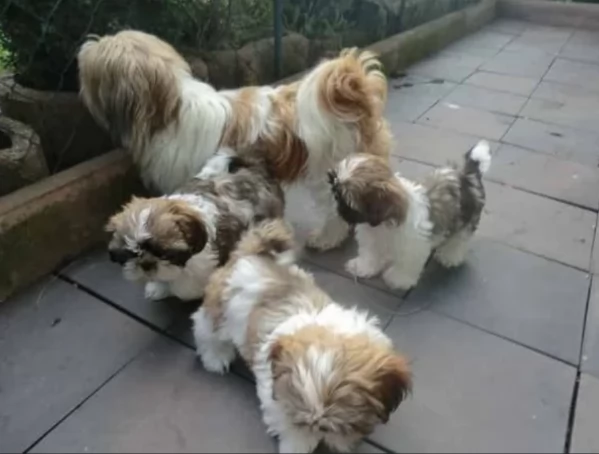 splendidi cuccioli di shitzu per adozione | Foto 3