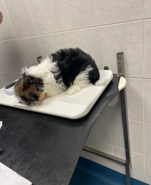 splendidi cuccioli di shitzu per adozione | Foto 2