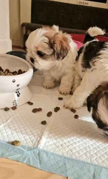 splendidi cuccioli di shitzu per adozione | Foto 2